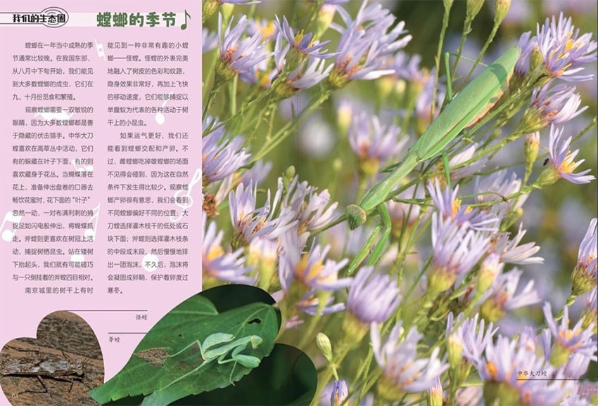 自然探秘样刊图片