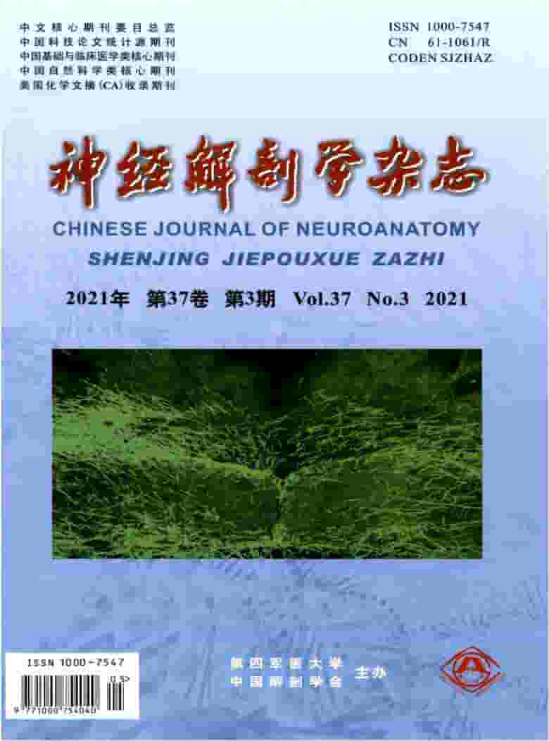 神经解剖学杂志封面