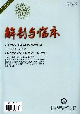 解剖与临床杂志封面